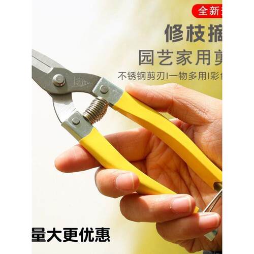 修枝蔬果剪A级罗定果剪中黄小黄稀果剪园林剪不锈钢摘果剪橘子剪