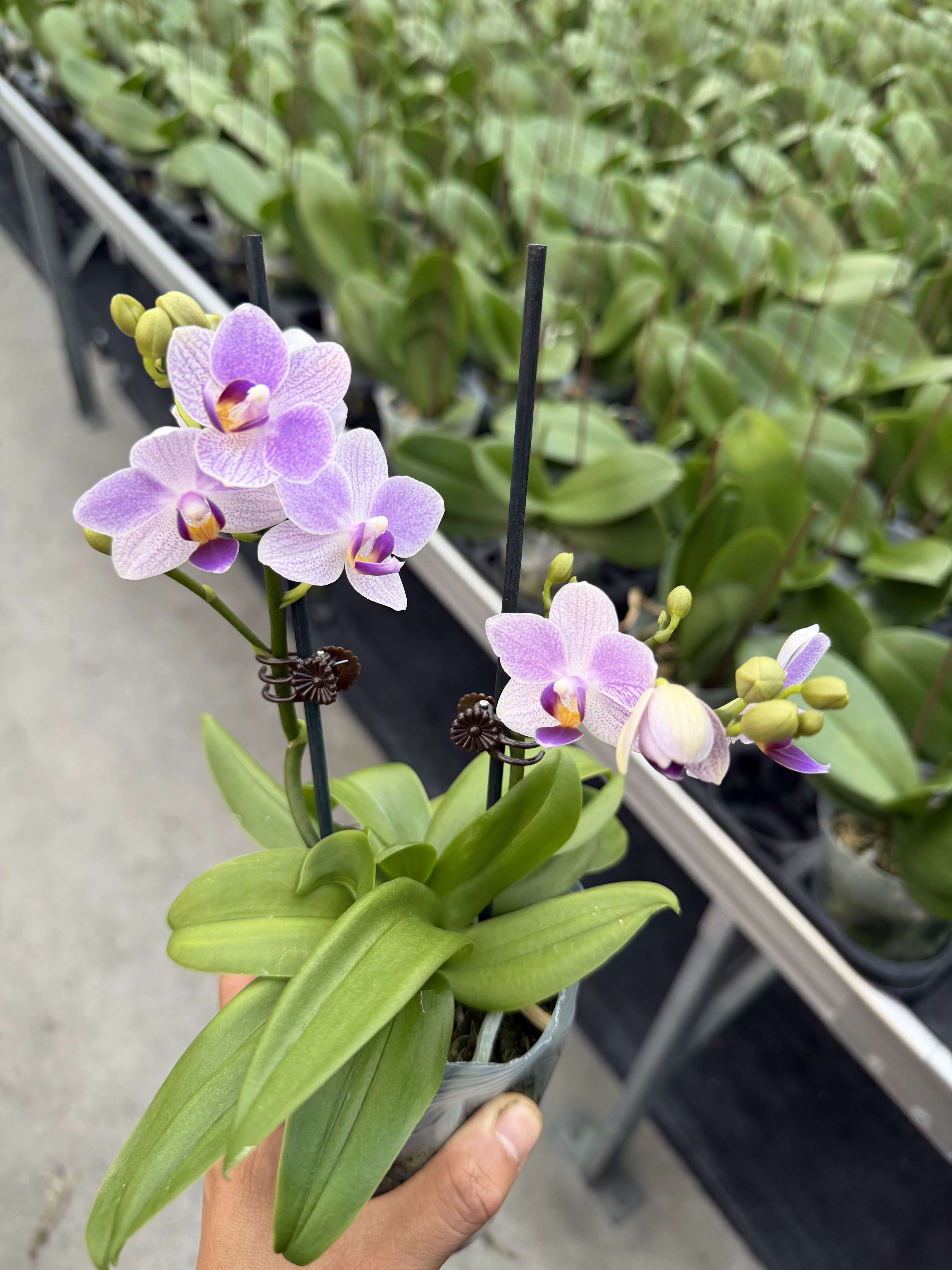 超群蓝雀双花剑桌面款小花型蝴蝶兰带花发货室内花卉