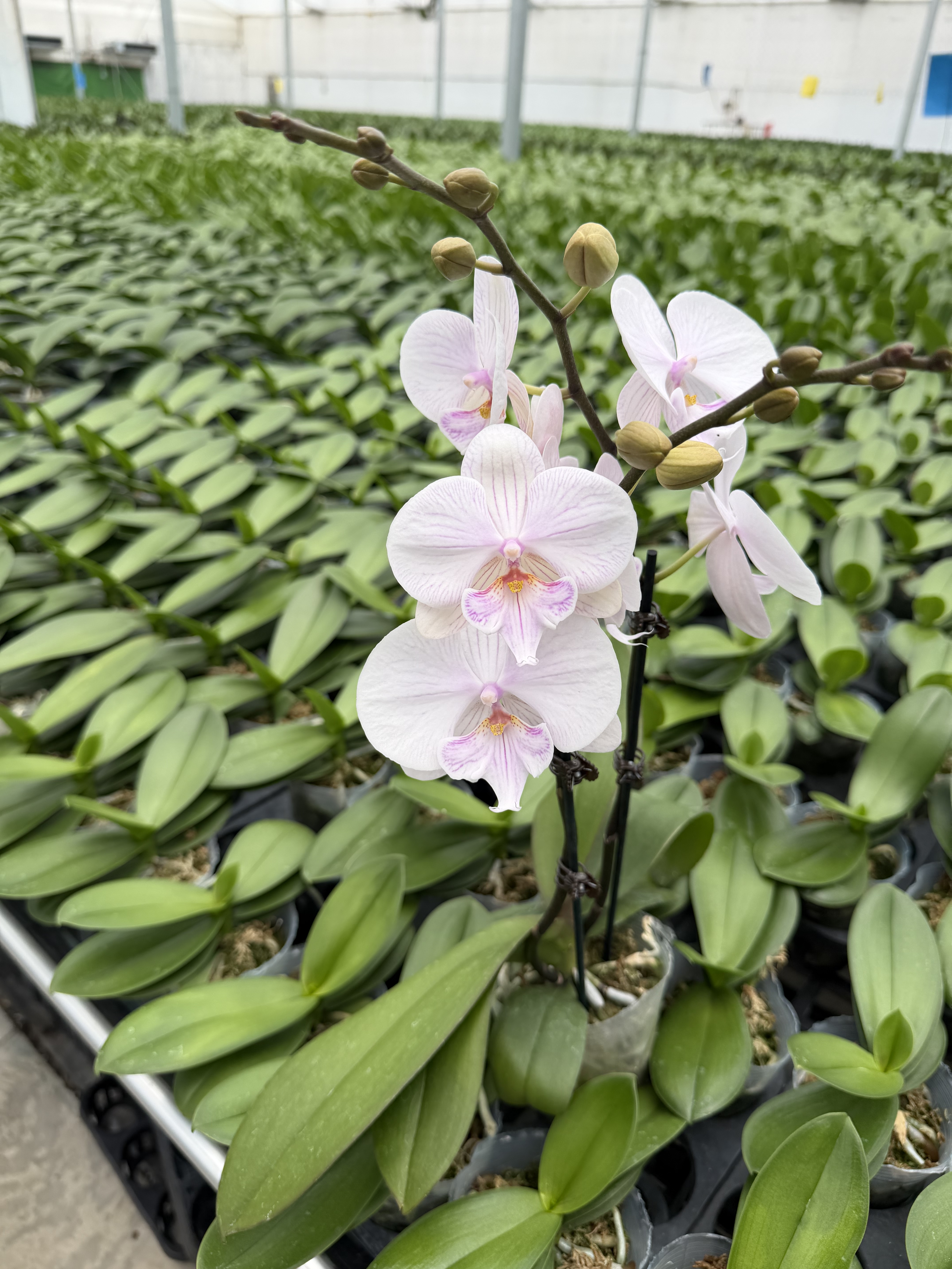 曼塔安汶大花型蝴蝶兰3寸加高杯双花剑室内花卉