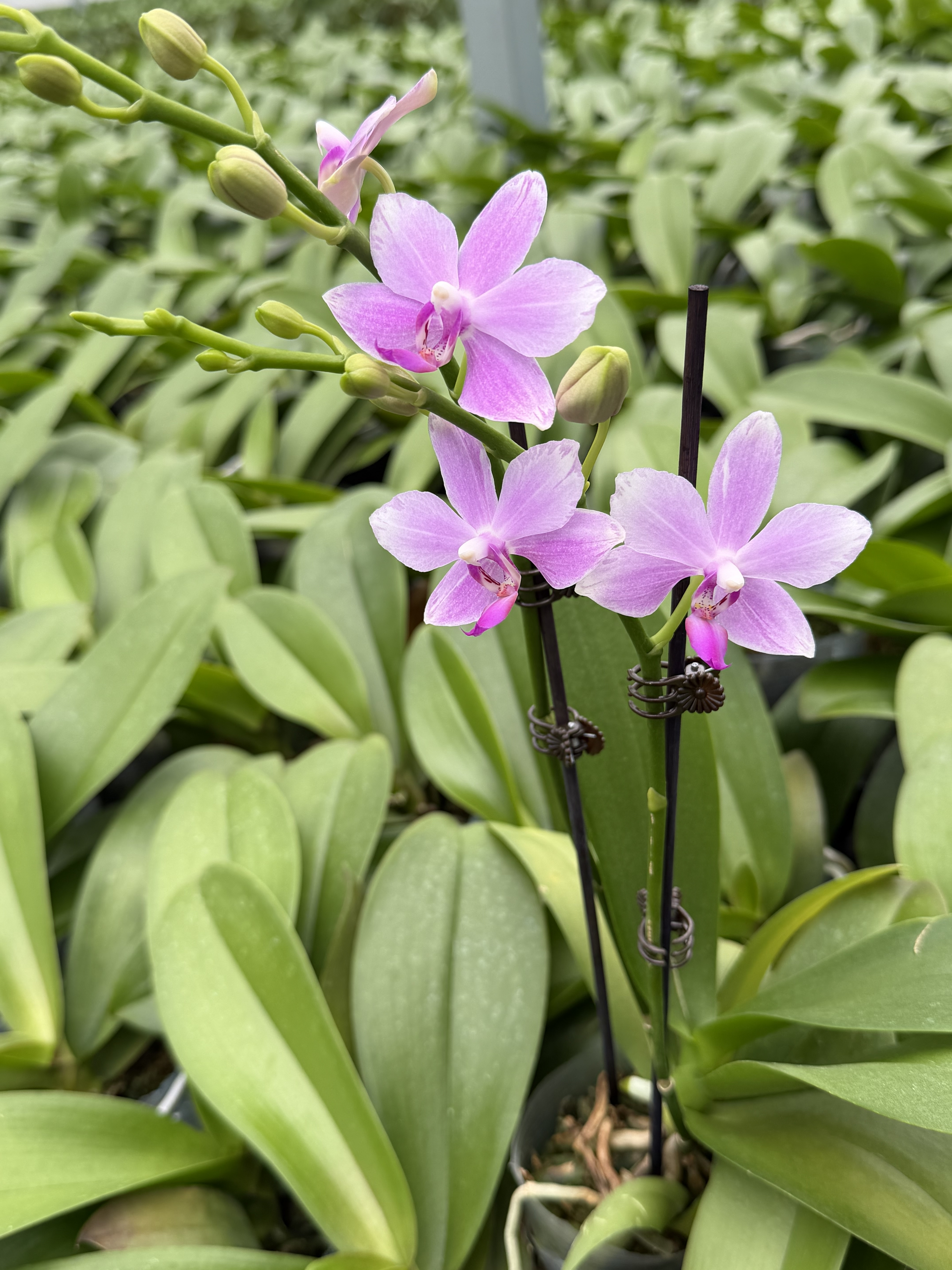 双花剑闪边紫水仙夏花耐热粉紫色蜡质花蝴蝶兰带花发货室内花卉