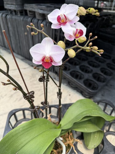 3.5寸3花剑貂蝉第一名蝴蝶兰耐热花期长带花发货室内花卉