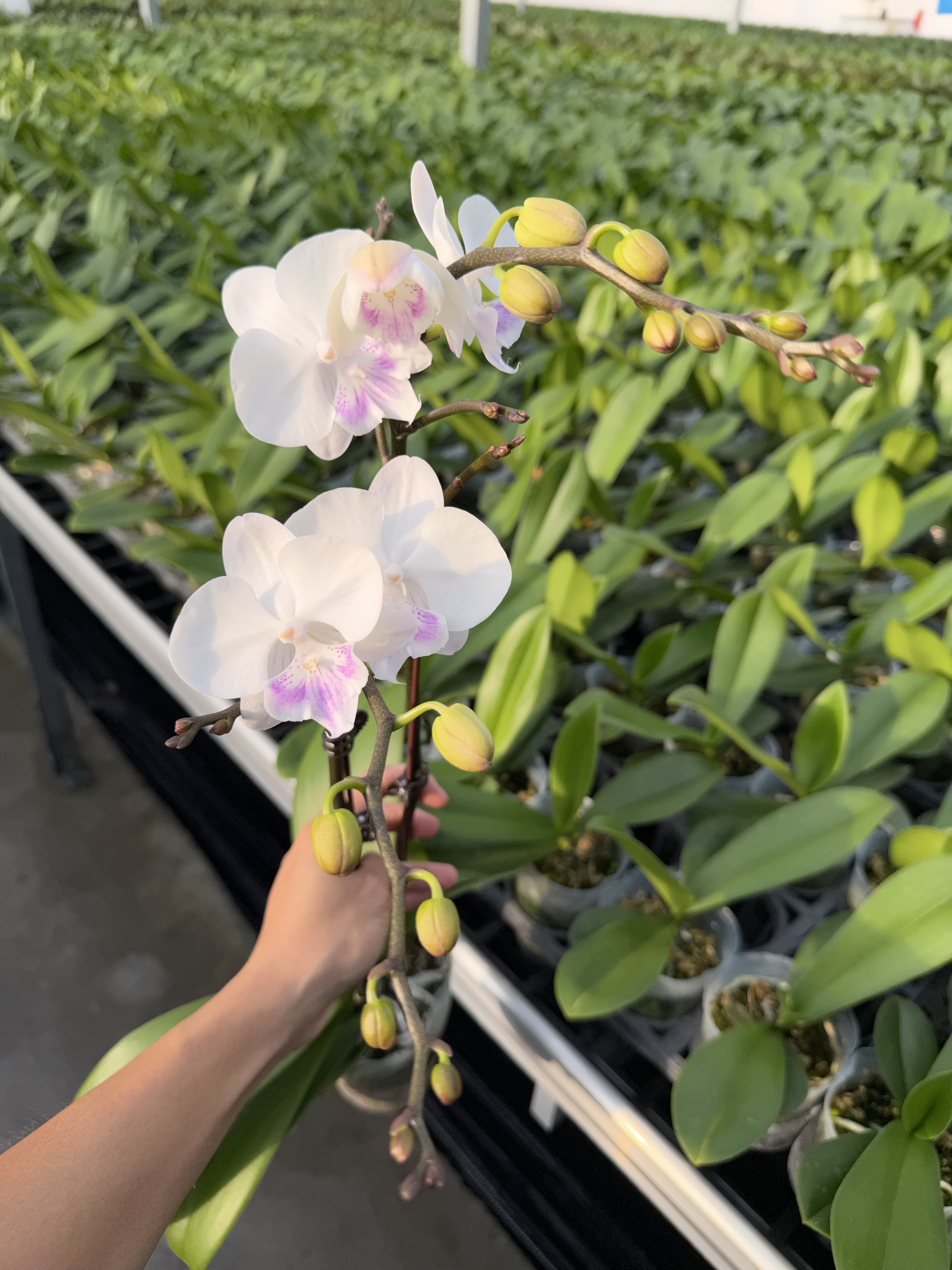 双花剑花量大带分杈梵音蝴蝶兰带花发货室内花卉