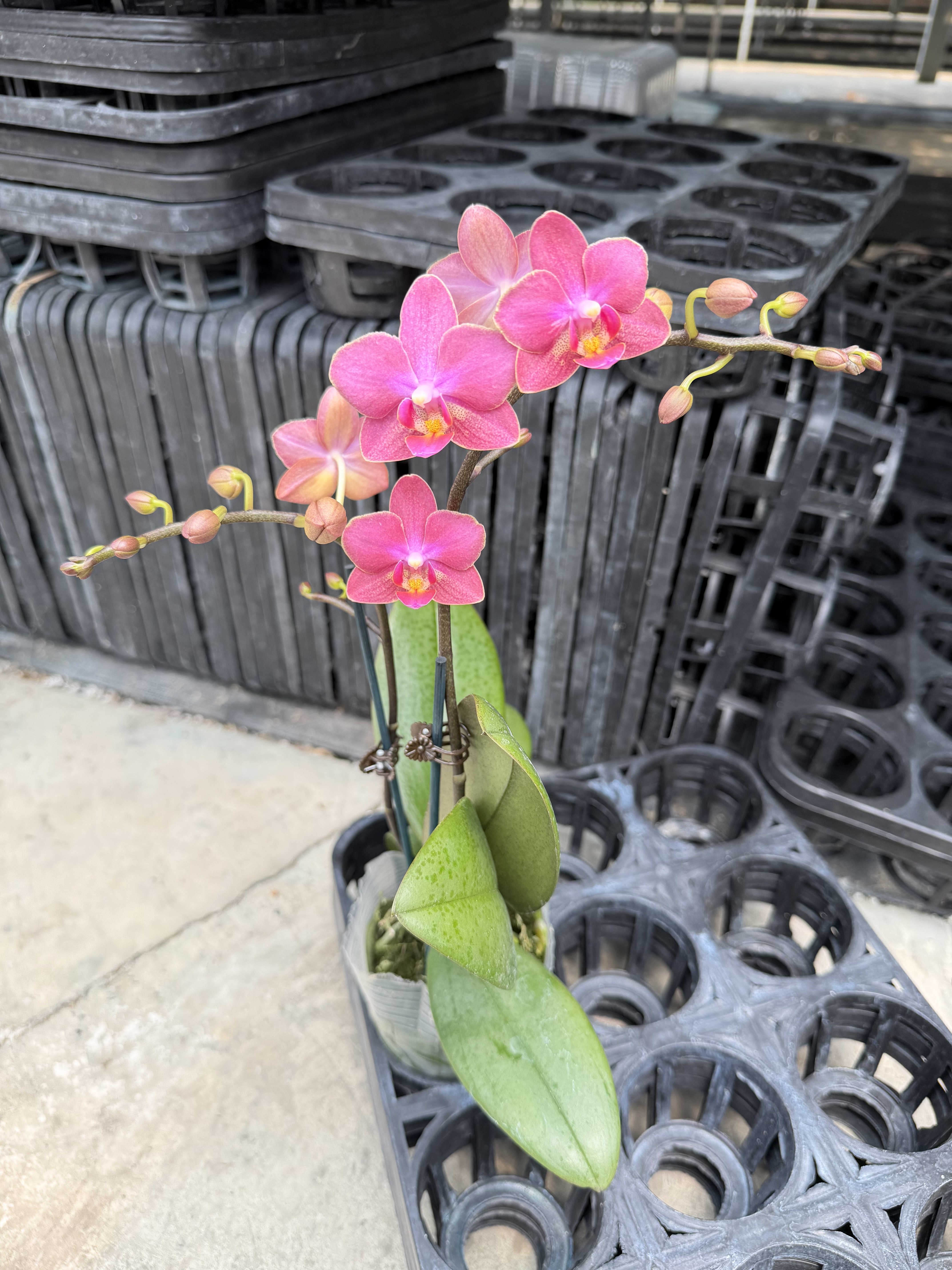 双花剑带香味柠檬香斑叶蜡质花耐开七里香蝴蝶兰室内花卉