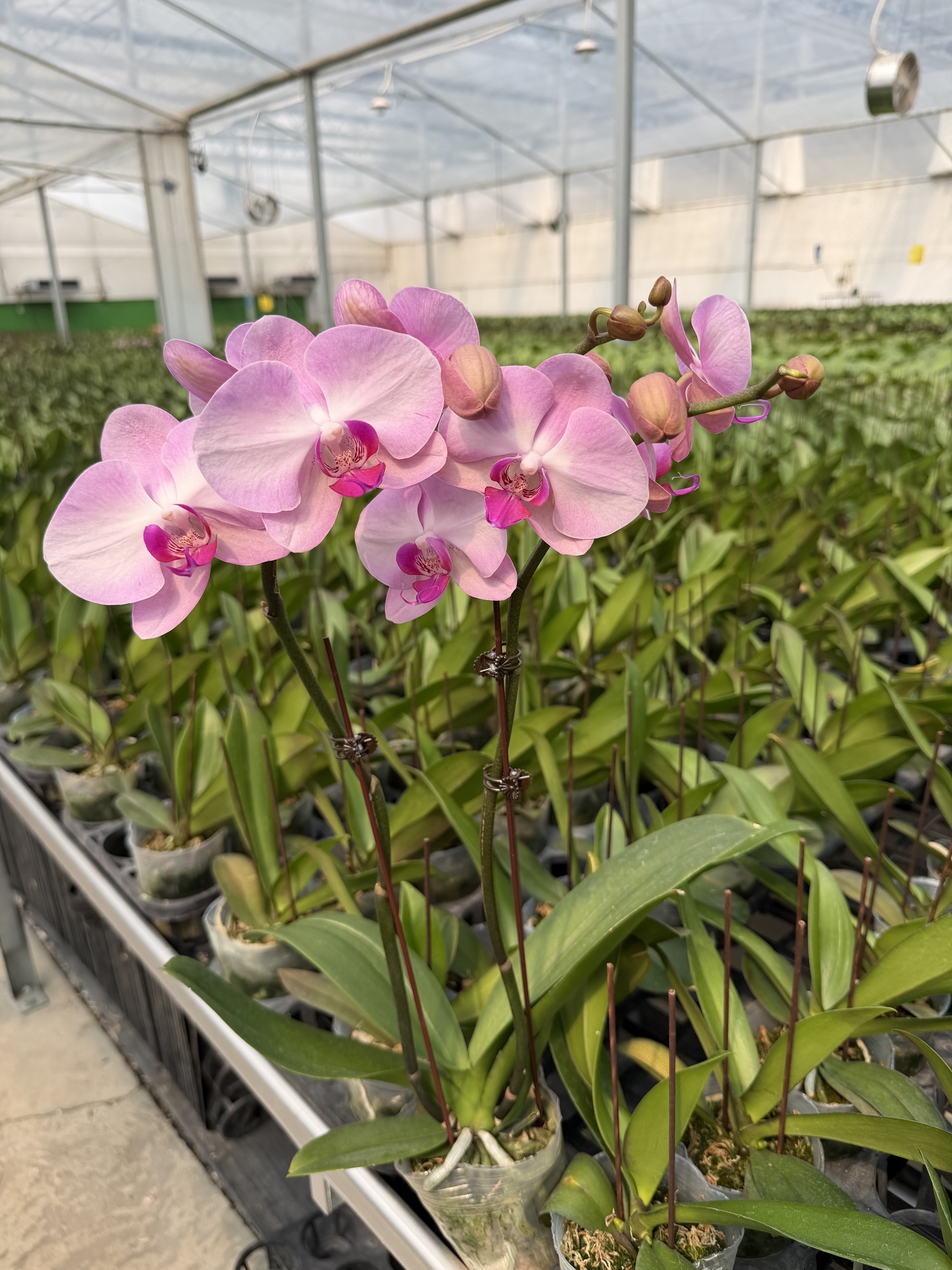 双花剑大花型粉泡芙蝴蝶兰带花发货室内花卉
