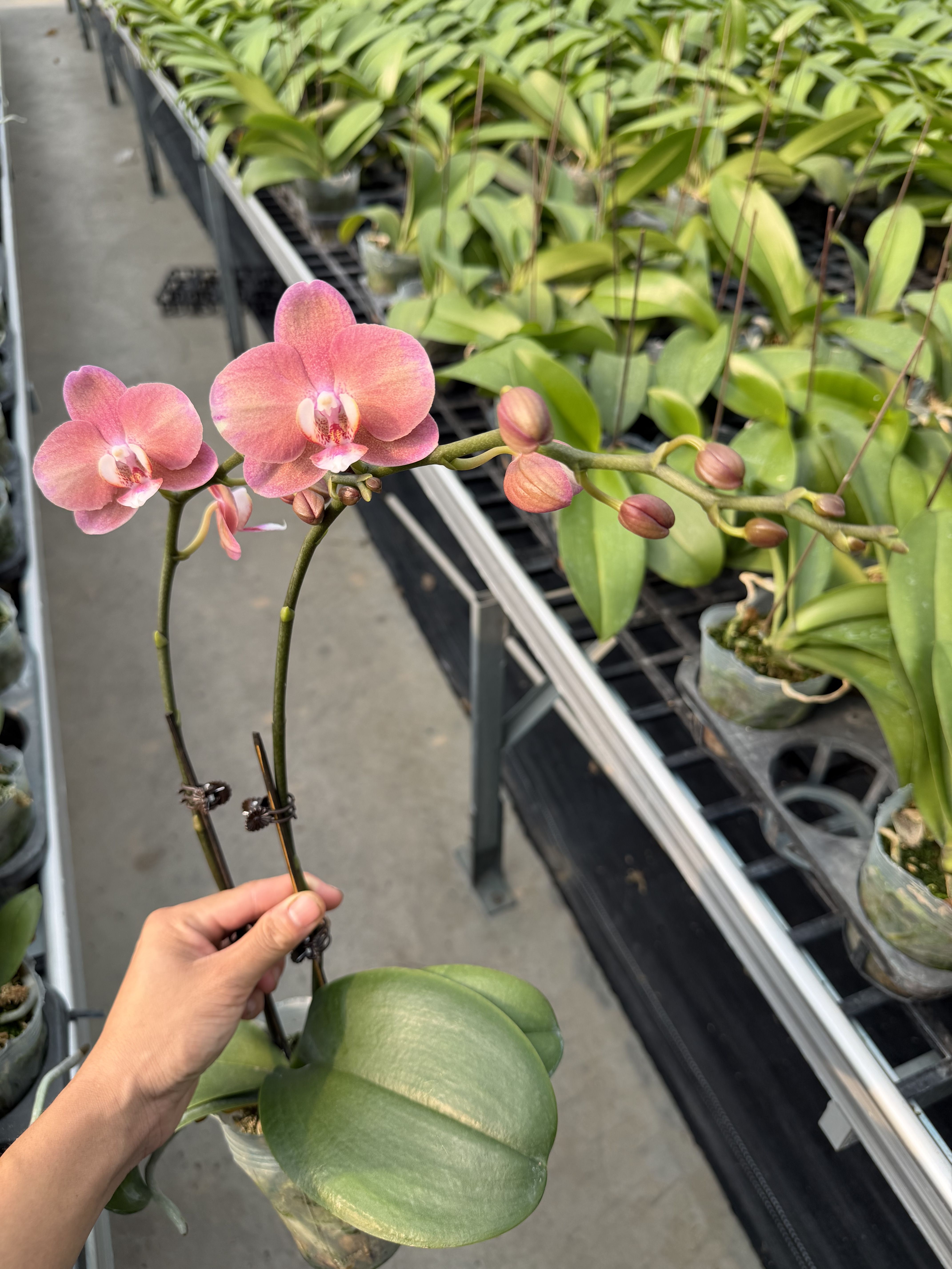 【两棵发顺丰】全花状态粉鲑鱼中大花型复古橘粉色蝴蝶兰带花发货
