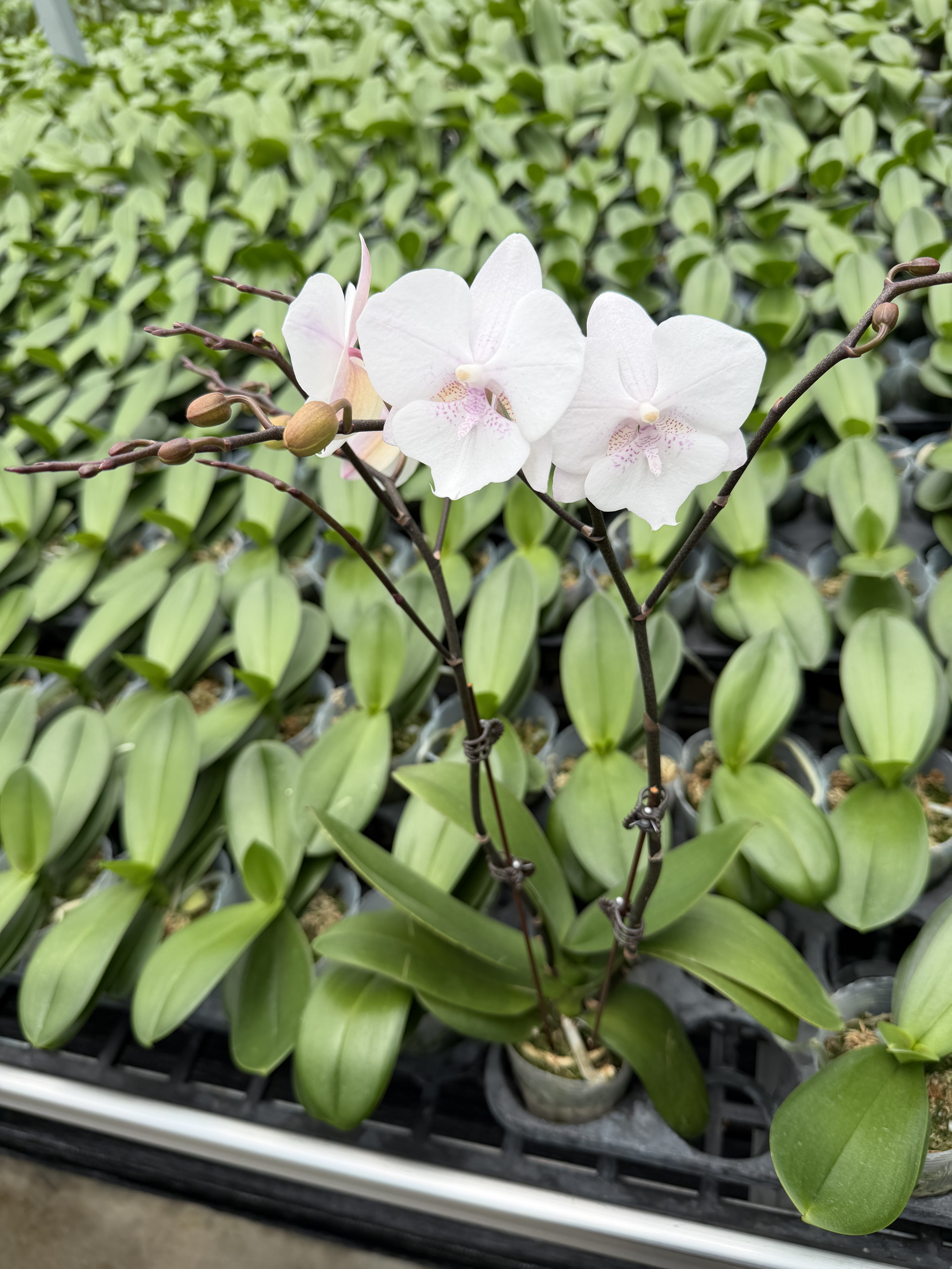双花剑耐热雪花大舌头2.8寸蝴蝶兰带花发货室内花卉