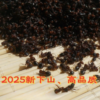 黑螞蟻干500g長(zhǎng)白山蟻擬黑多刺蟻養(yǎng)生大蟻酸非野生黑螞蟻粉泡酒料