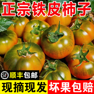 正宗东北铁皮柿子西红柿自然成熟绿腚现摘草莓柿子盘锦碱地顺丰
