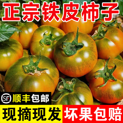 正宗东北铁皮柿子西红柿草莓柿子