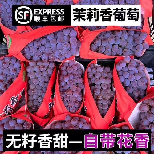 正宗茉莉香葡萄新鲜现摘顺丰包邮
