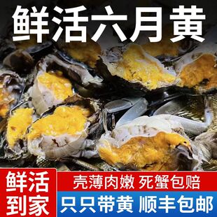 盘锦河蟹稻田母鲜活大闸蟹特大六月黄新鲜海鲜活蟹顺丰包邮20只装