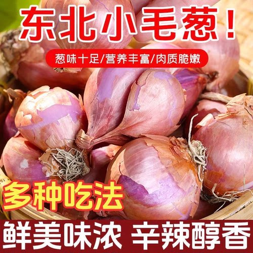 东北特产小毛葱新鲜蔬菜现摘现发