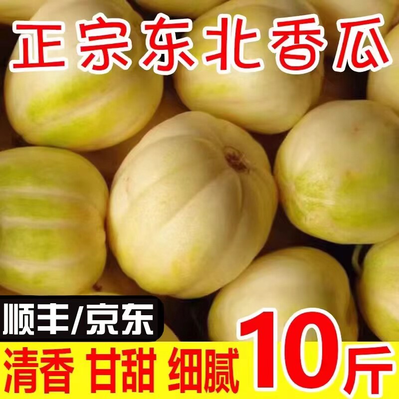 正宗东北特产香瓜新鲜白糖罐小甜瓜孕妇水果蜜瓜甜瓜现摘整箱包邮