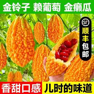 东北特产金铃子新鲜水果赖葡萄当季现摘现发孕妇水果整箱顺丰包邮