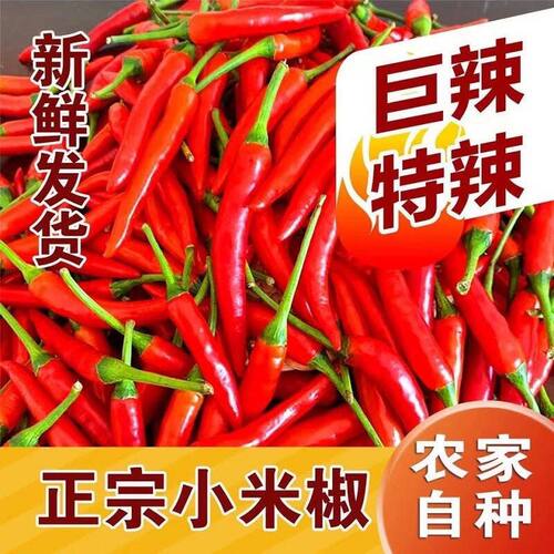 2026新鲜小米椒农家自种现摘现发