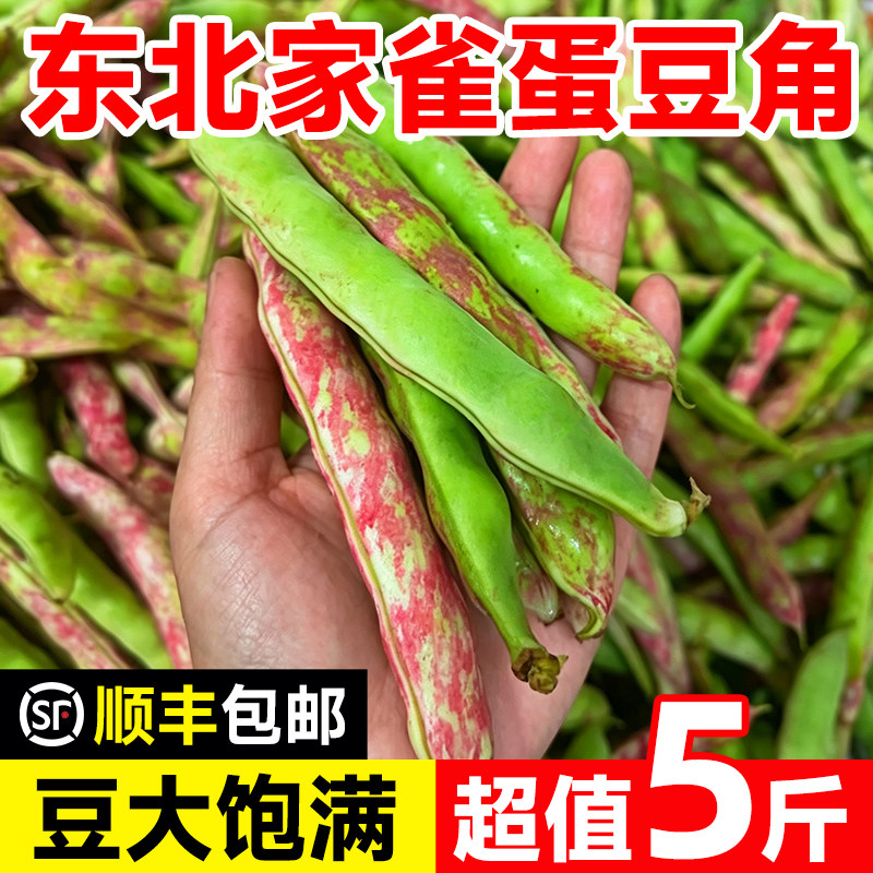正宗东北家雀蛋豆角现摘现发顺丰图片
