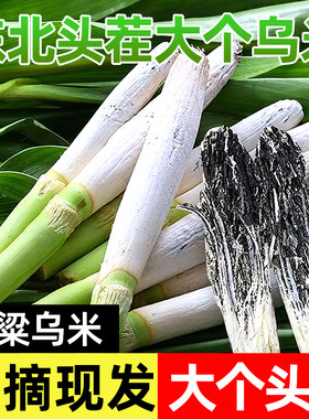 正宗东北高粱乌米当季现摘现发