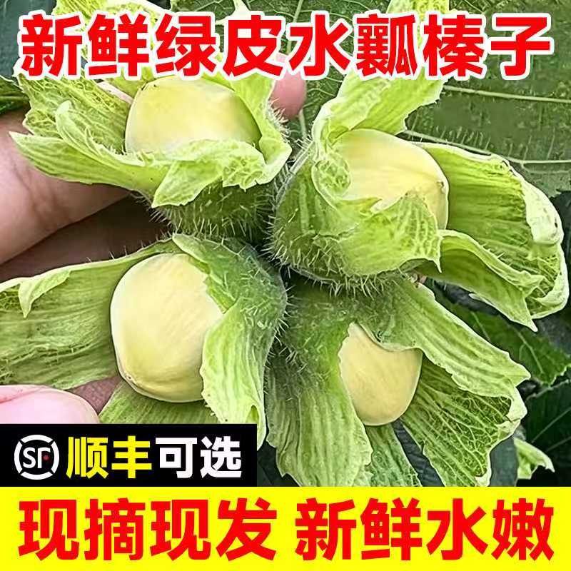 东北特产新鲜大榛子绿皮大榛子新鲜应季现摘现发水仁水瓢青皮坚果