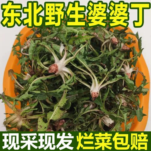 东北山野菜苦麻子新鲜现挖婆婆丁
