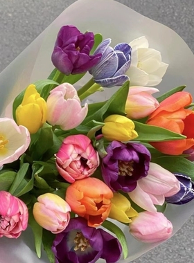 白色粉色混色郁金香鲜切花客厅办公室养花家用送人上海直发包邮