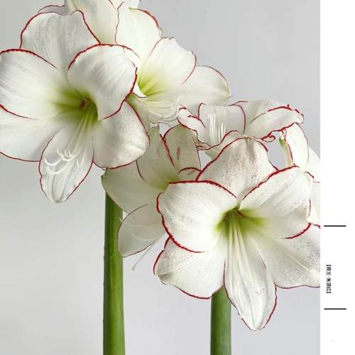 荷兰进口朱顶红蜡封球礼盒装大球懒人鲜花上海直发节日礼物包邮