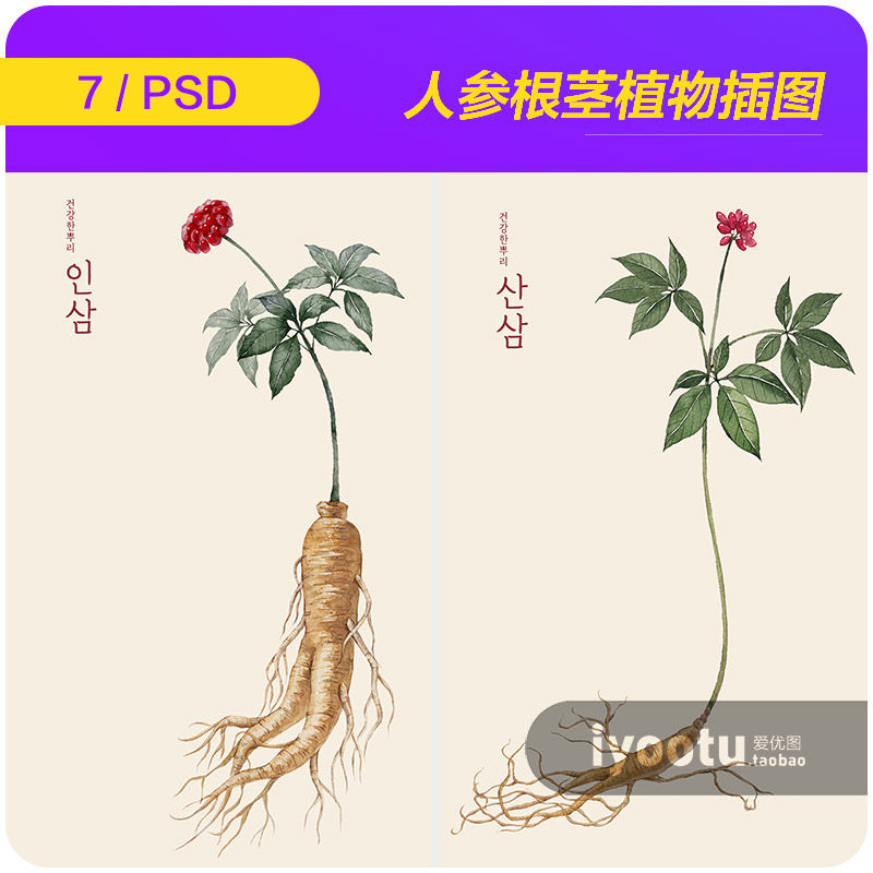 手绘中草药植物人参葛根桔梗红薯土豆插图海报ps设计素材22121502