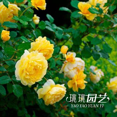 小株型月季诗人之妻黄色耐热盆栽