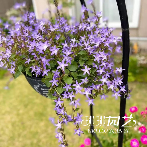 垂吊风铃草室内外盆栽易爆盆多年生耐热耐寒垂吊花盆阳台植物