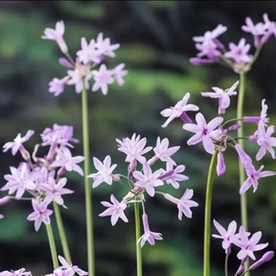 花叶紫娇花Tulbaghia violacea 'Variegata'石蒜科庭院花园植物