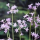 Variegata 花叶紫娇花Tulbaghia violacea 石蒜科庭院花园植物