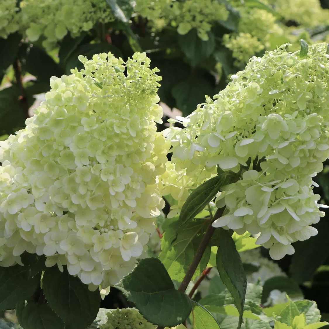 白玉活力青柠石灰灯香草草莓圆锥绣球盆栽木本植物香花卉