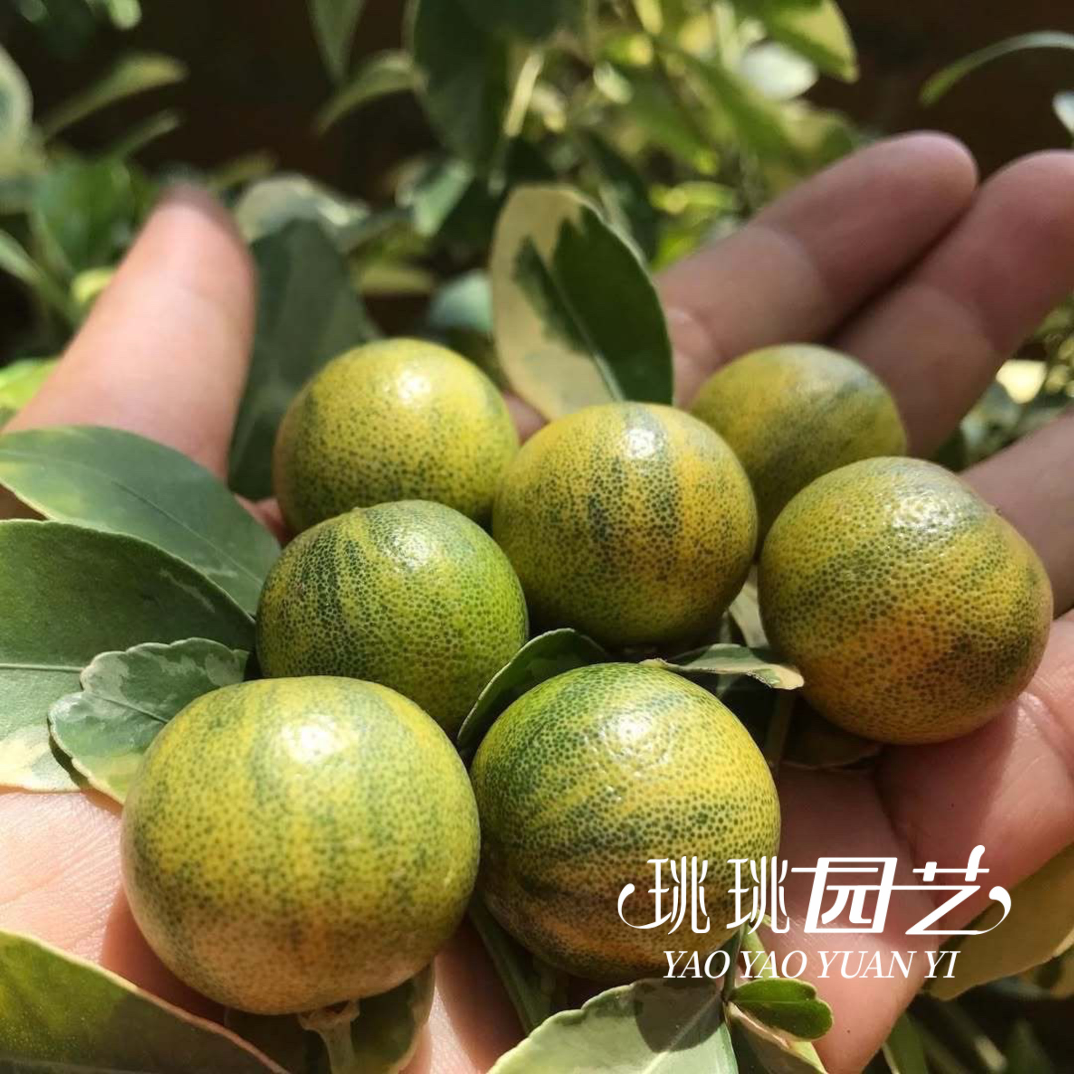 花叶小青柠树苗柠檬树果树盆栽