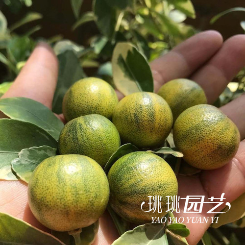 花叶小青柠树苗柠檬树果树盆栽