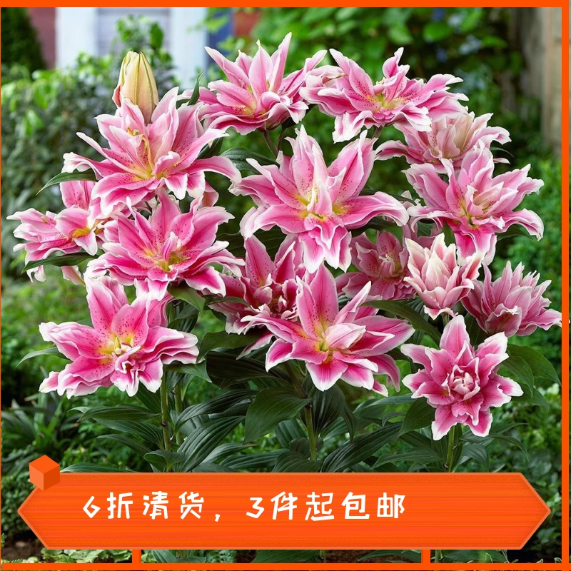 【6折清货3份起包邮】荷兰秋季百合种球OT铁炮重瓣庭院花园植物