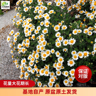 足摺野路菊带花盆栽小雏菊花苗花园植物耐寒庭院阳台花卉带花苞