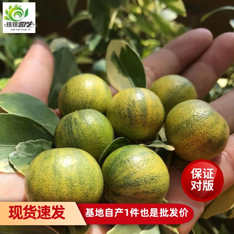 花叶小青柠树苗柠檬树果树盆栽