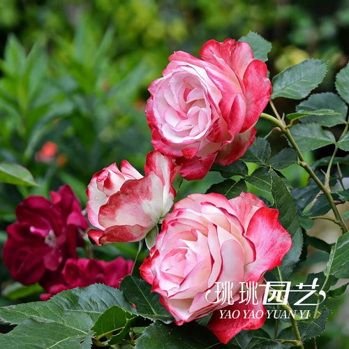 摩纳哥公爵月季古典花型耐热抗病