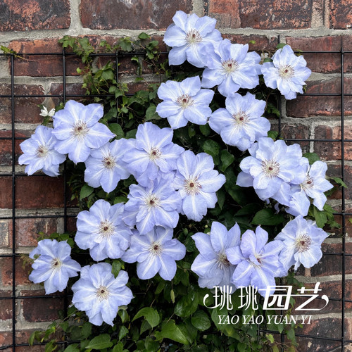 铁线莲蓝色沙龙舞早花大花多季花