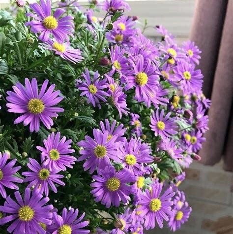 姬小菊盆栽花苗耐热多年生