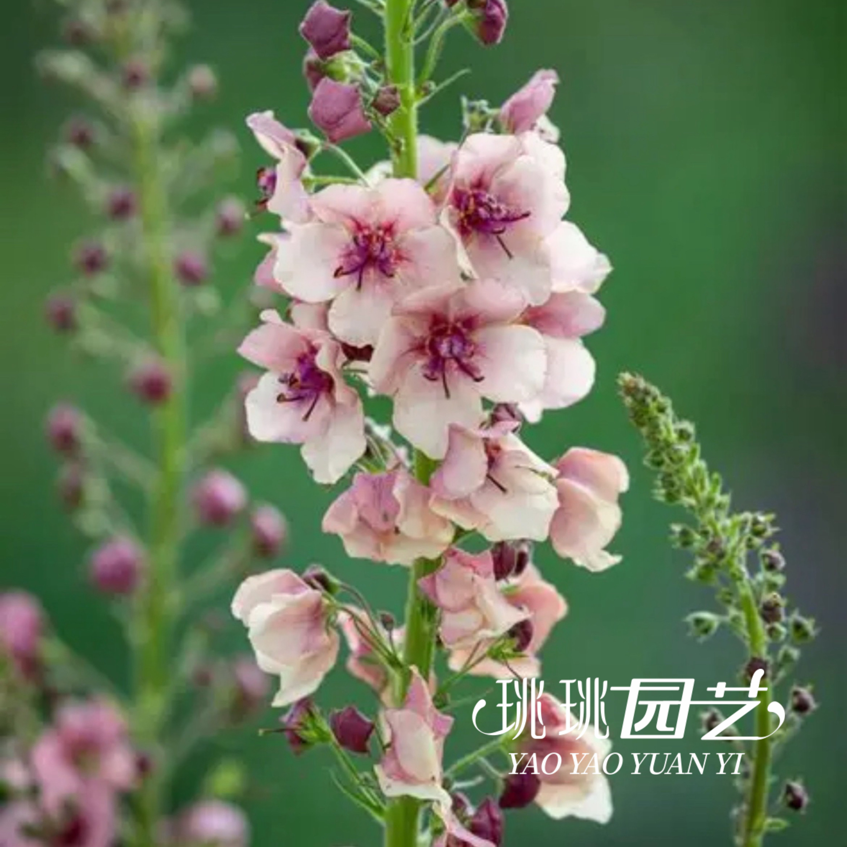 毛蕊花盆栽花苗南方魅力耐寒花期长复古色阳台庭院花园花境植物
