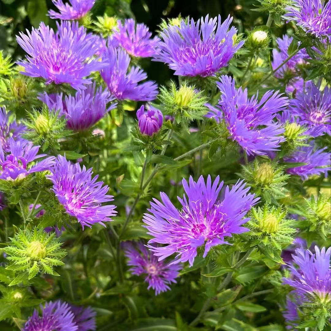 琉璃菊盆栽花苗宿根植物夏季耐热耐寒花园阳台户外花卉2盆包邮