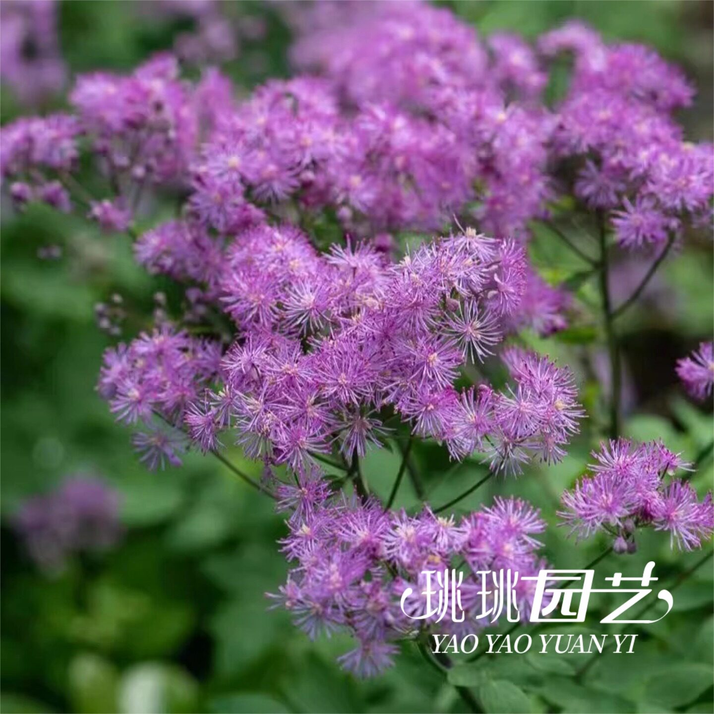 欧洲唐松草黑丝袜宿根花卉春秋播种庭院景观花种易活好养花籽