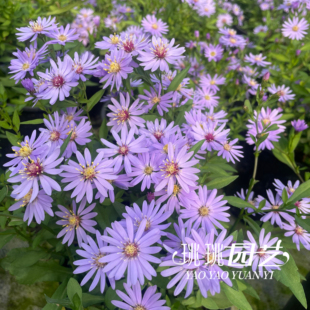荷兰菊小卡罗盆栽花卉菊花花量大易爆花阳台庭院花园菊花盆栽
