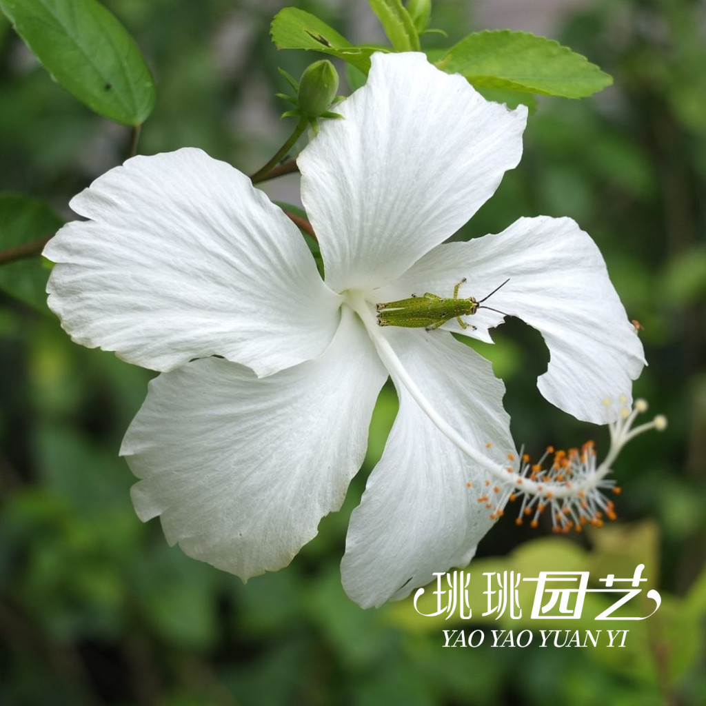 扶桑雅致白Alba白朱槿四季开花耐热盆栽阳台庭院常绿灌木花园植物