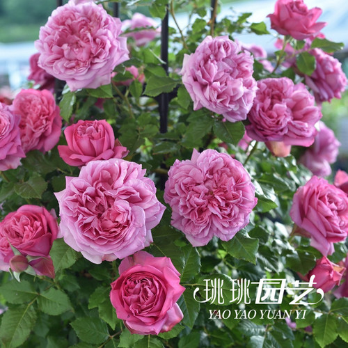 庞巴度夫人月季浓香灌木多季开花