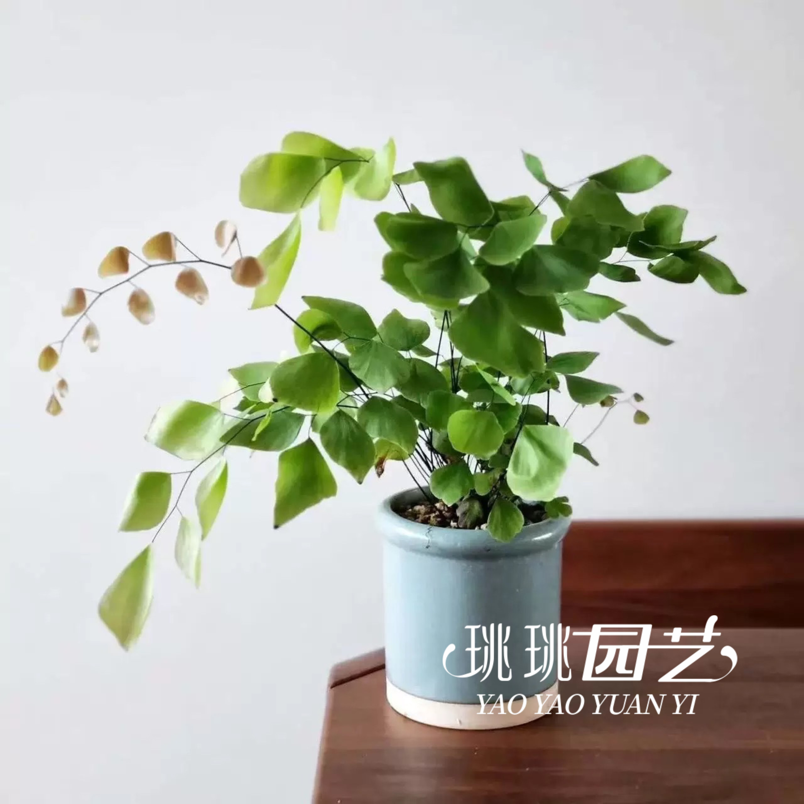 珧珧园艺银币蕨盆栽室内绿植花卉植物办公室桌面好养活四季常青