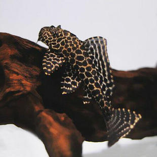 宝贝吃鱼屎的鱼