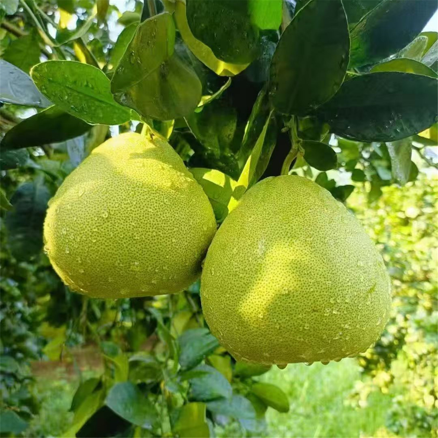 度尾文旦柚鲜嫩多汁易剥皮无筋膜