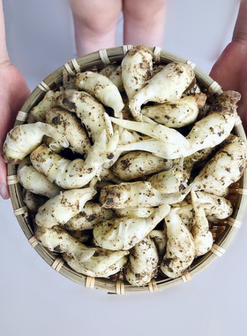 嫩姜芽仔姜嫩姜子姜嫩姜芽山东嫩姜芽新鲜嫩姜芽泡菜嫩姜小姜芽