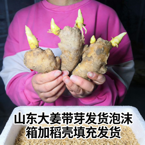 生姜种子 山东大姜种带芽生姜苗 生姜种子已催芽山东山农1号大姜